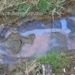 This chemical sheen was discovered in a Runkle Canyon creek on Thanksgiving 2006.