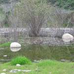 EnviroReporter.com’s Runkle Canyon Comments Analysis