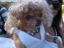 Bow Wow Ween - 2006