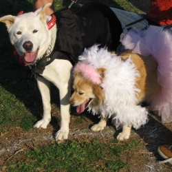 2006-Bow-wow-ween-15
