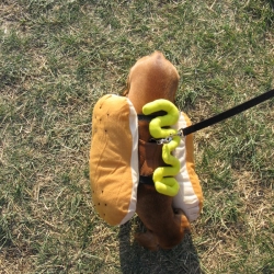 2006-Bow-wow-ween-19