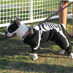 2006-Bow-wow-ween-20