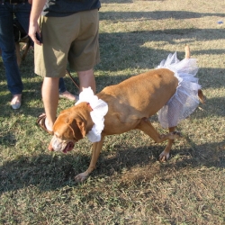 2006-Bow-wow-ween-3