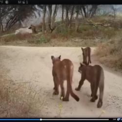 6-20-2019-SSFL-SBZ-overgrown-brush-lions