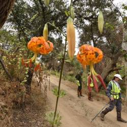 6-26-19-SSFL-SBZ-uncut-road-brush