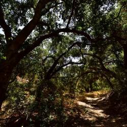 7-5-19-SSFL-SBZ-uncut-road-brush