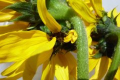 Mutated California Sunflowers July 2012