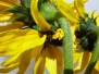 Mutated California Sunflowers July 2012
