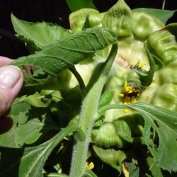 Mutated-California-Sunflowers-001