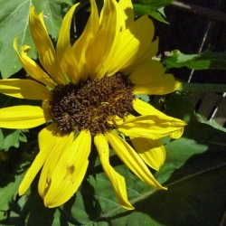 Mutated-California-Sunflowers-004