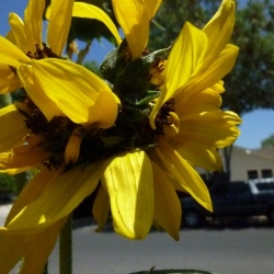 Mutated-California-Sunflowers-006