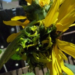 Mutated-California-Sunflowers-007