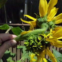 Mutated-California-Sunflowers-008