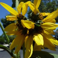 Mutated-California-Sunflowers-011