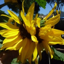 Mutated-California-Sunflowers-013