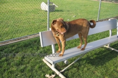 Barrington Dog Park main
