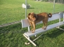 Barrington Dog Park main