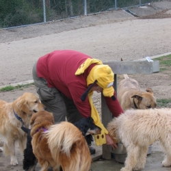 Dog-Park-1