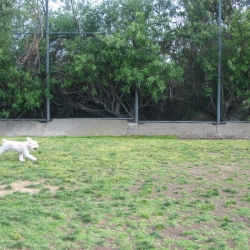 Dog-Park-10