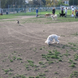 Dog-Park-11