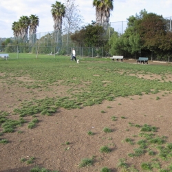 Dog-Park-12