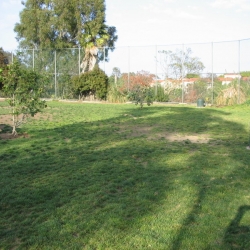 Dog-Park-13