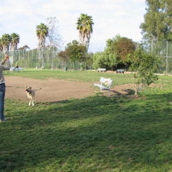 Dog-Park-14