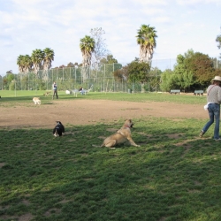 Dog-Park-15