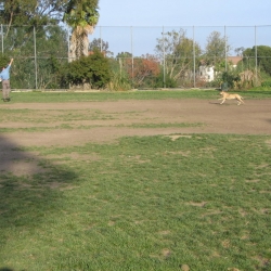 Dog-Park-17