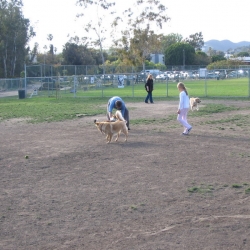 Dog-Park-6