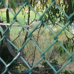 Dog-Park-7