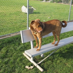 Dog-Park-8