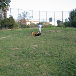 Dog-Park-9