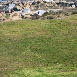 April 2011 Cow in Runkle Canyon photo by William Preston Bowling