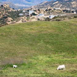 April 2011 Cows in Runkle Canyon photo by William Preston Bowling