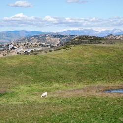 April 2011 Pond and Cows in Runkle Canyon photo by William Preston Bowling