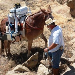 Burro-with-gamma-detectors-guided-through-Area-IV-rough-terrain