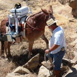 Burro-with-gamma-detectors-guided-through-Area-IV-rough-terrain