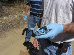 A tarry material found in Runkle Canyon contains high levels of Benzene, a carcinogen.