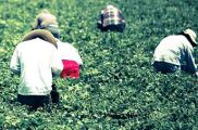 FIELD OF TOXIC DREAMS-