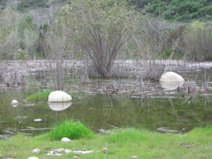 Runkle Canyon vernal pools