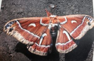 Ceanothus silk moth pictured in Boeing calendar may be half male half female mutant